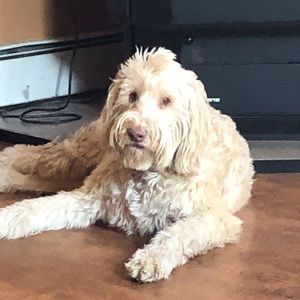 Meet your Posher, Nikki